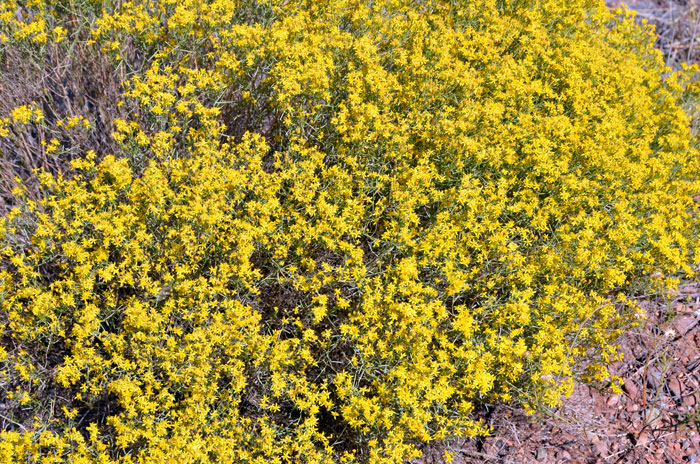 Broom Snakeweed flower from July to September or November and prefer elevations from
 3,000 to 8,000 feet (914-2,438 m). Gutierrezia sarothrae
